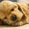 Easy Listening Afternoon Music、The Singing Dogs - Gentle Tunes for Canine Calm