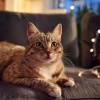 Cuentos de vibraciones、Sonidos De Ondas、Explorador Anonimo - Sonidos Relajantes Para Las Noches De Gatos