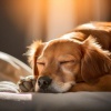 Música tranquila del domingo por la mañana、Lloviendo para mascotas tranquilas、Mascotas dormidas - Música Suave Para Calmar A Las Mascotas