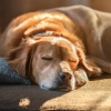 Tonos de cristal、Reiki suave para seres、Terapia musical animal - Canciones Tranquilas Calman A Las Mascotas