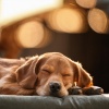 Música de mesa para sentirse bien durante la cena、Música para cachorros dormidos、Sociedad de música relajante para perros - Los Caninos Tranquilos Descansan Tranquilos