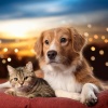 Música fácil de domingo por la mañana、El relajante Real Animal、Especialistas en Música para Mascotas - Música Para Mascotas Tranquilas
