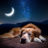 Espacio Acogedor、Felicidad de la música para perros、Jukebox de música para perros - Tonos Amigables Para Perros