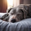 Ondas suaves、Dulces Sueños para Perros、Estudio Sonoro Canino - Solo Vibraciones Caninas