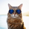 Las barbas son mejores、Sonidos Calmantes para Gatos、Canciones para Gatos Felices - Vibraciones De Bajo Ronroneantes
