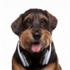 Dualismo、Jukebox Canino、Melodías para Perros - El Ritmo De Confort