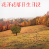 云非非 - 花开花落日升日没