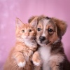 Investigación de ritmos binaurales、Amante del reposo en animales、Los animales aman la melodía - Melodías Relajantes Para Mascotas