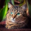 Echo of Light、Deep Soothing Music For Anxious Ill and Stressed Cats、Ocean Vacation - Gentle Sounds Calm Purring