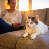 Musica Relajante de Guitarra Lista De Reproduccion、Música calmante para gatos、Estudio de música para gatos - Sonidos De Guitarra Balanceándose