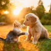 Sonidos ambientales de la naturaleza、Mascotas Amor Club、Amante de las criaturas suaves - Melodías Tranquilas Calman A Las Mascotas