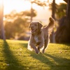 Dualidad pura、Sonidos para seres en paz、Melodías suaves para animales - Ritmo De Patas Calmas