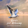 Bird Sound Collectors - Spring Twitters