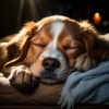 Ritmos suaves del cosmos、Sueño sonoro para criaturas、Sueño calmante para seres - Momentos Felices De Mascotas