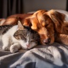 Bestia binaural、Serenidad total para animales、Terapia musical para seres - Melodías Suaves Para La Serenidad De Las Mascotas