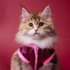 albaricoque、Música para gatos、Música para dormir Gatos - Frecuencias Acogedoras Felinas