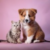 Siente la alegría、Sonidos para criaturas en paz、Calma animal serena - Texturas Sonoras Para Mascotas
