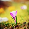 Acoustic Instrumental Vibes - Spring Awakens