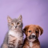 Clásicos de la música para la cena、Paz en el alma animal、Relajación profunda animal - Tonos Tranquilos Para Patitas Perezosas