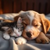 Estado de distracción、Música para dormir para mascotas、Música de mascotas relajante - Sonidos Suaves De Mascotas