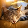 Barba armónica、Música para Relajar Gatos、Música Relajante para Gatos - Sonido Suave De Gatito