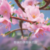 追梦 - 哥妹的情哥妹的爱