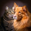 Mellow Sunday Morning Music、Calming Music For Pets、Music For Pets - Pet Sound Textures