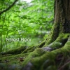 Forest Sounds、Baltic Nature Sounds、Forest Sounds For Sleep - Night Rain (Original Mix)
