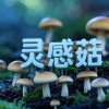 来一瓶矿泉水 - 灵感菇BGM