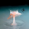 Calming Water Consort - Drifting Beyond the Moon