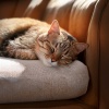 Esferas、Composiciones para Relajar Gatos、Música para Terapia Felina - Sonido De Gato Calmado
