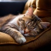 Sonidos de ducha、Dulces Sueños Felinos、Melodías para Gatos Dormidos - Comienza La Orquesta De Gatos