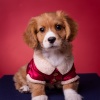 Investigación de ritmos binaurales、Las leyendas de la música canina、El relajador de perros - Ritmos Suaves Nocturnos Para Los Perritos