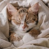 Puros ritmos binaurales、Canciones Suaves para Gatitos、Tecnología ambiental - Los Gatos Se Relajan Con Música