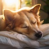 Amante de seres serenos、Paz para criaturas、La melodía calma a los animales - Armonía Del Amigo Peludo