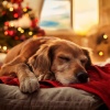 Ritmos Binaurales Entretenimiento de Ondas Cerebrales、Musica para Perros Clásico、Perro y tranquilo - Movimiento Suave De La Cola