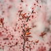 Baltic Nature Sounds、Natural Sounds、Sleep Music Lullabies - Always Looking Beyond