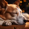 Recarga de la Tarde、Música para Perros Curación、Caninos calmantes - El Descanso Pacífico Calma A Los Cachorros