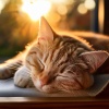 Barba sabia、Musicoterapia para gatos、Relaja mi gatita - Suaves Sonidos De Gatos Para Relajarse