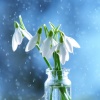 苏小芊、放松音乐盒、星羽 - 葬花吟 (纯音乐)