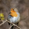 Bird Sound Collectors、Chalquira - Frosty Dawn, Crisp Calls