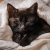 Inmersiones y saltos、Música de Fondo para Gatos、Pájaros Escandinavos - Suaves Armonías Arrullan El Sueño