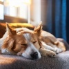 Hip Hop Lofi Chill、Perro relajarse、Musica Relajante para Perros Momentos - Los Ritmos Calmantes Alivian La Tensión