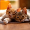 Vital Lofi、Music For Cats、Cat Music - Cats Lofi Relaxing Vibes
