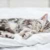 Binaural Fire Beats Collection、Harmonious Cat Relaxation、Harmonious Cat Rest - Gentle Tunes for Cats