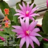 毽子飞 - 蟹爪兰
