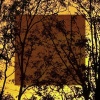 SLOE - Shades of grey