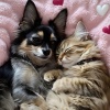 Binaural Beats Brain Waves Isochronic Tones Brain Wave Entertainment、Downtempo Music for Pets、Music For Playing With Pets - Peaceful Sounds for Pet Calm