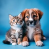 Naturalmente recurrente、Especialistas en sonidos calmantes para seres、Reiki sonoro animal - Orquesta Para Mascotas Con Cadencia