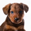 Chill-hop melódico、Música para perritos、Calma Música para Perros - Vibras Caninas Groovy
